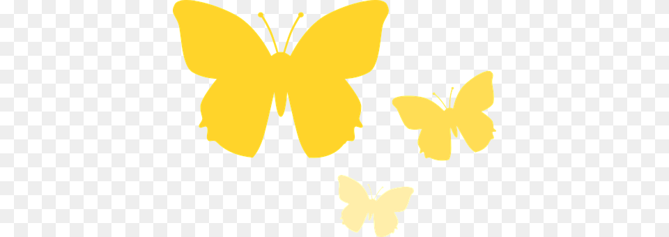 Butterfly Flower, Petal, Plant, Daffodil Free Png