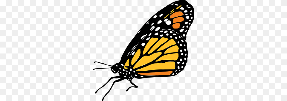 Butterfly Animal, Insect, Invertebrate, Monarch Png