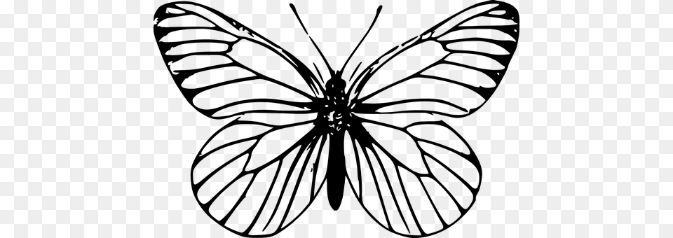 Butterfly Gray Png Image