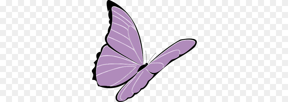 Butterfly Animal, Insect, Invertebrate, Fish Png Image