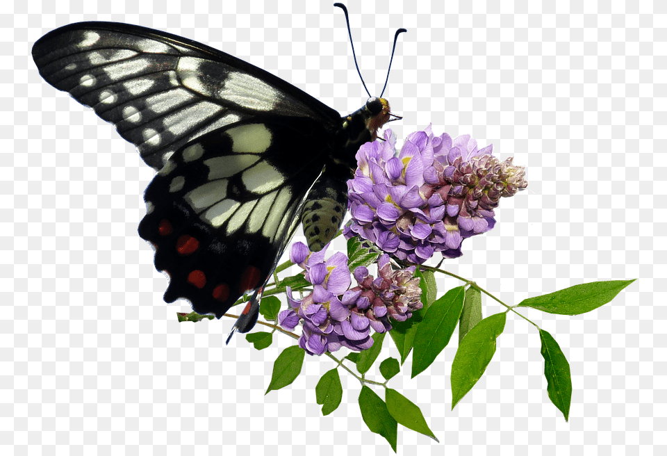 Butterfly, Flower, Plant, Geranium, Animal Free Transparent Png