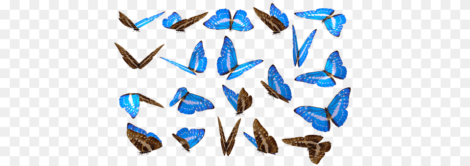 Butterfly Animal, Insect, Invertebrate Free Transparent Png