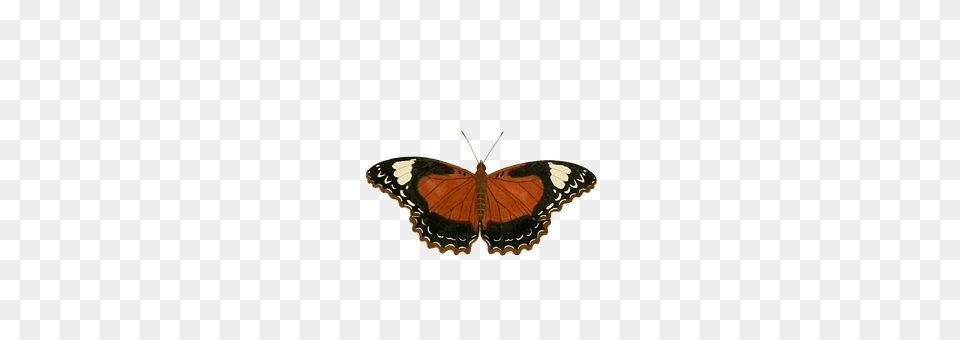 Butterfly Animal, Insect, Invertebrate, Accessories Free Transparent Png