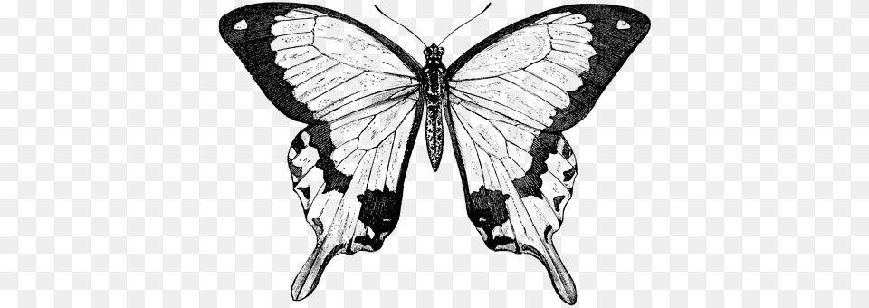 Butterfly Art, Drawing, Adult, Bride Png Image