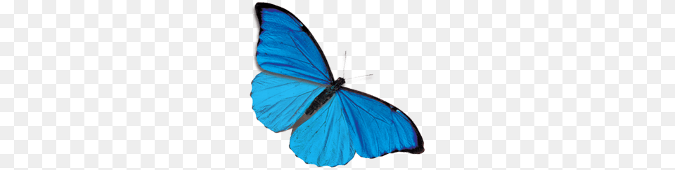 Butterfly, Animal, Insect, Invertebrate Png Image