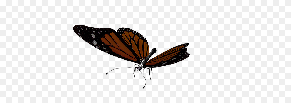 Butterfly Animal, Insect, Invertebrate, Monarch Png