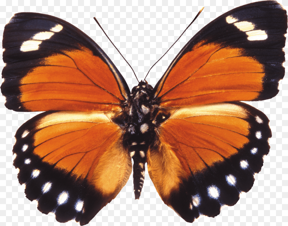 Butterfly, Animal, Insect, Invertebrate, Monarch Free Png Download
