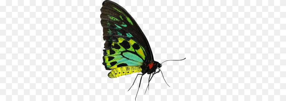 Butterfly Animal, Insect, Invertebrate, Moth Png