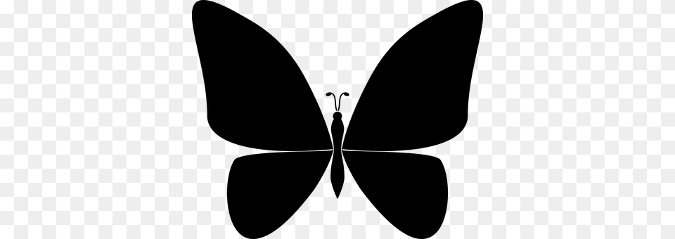 Butterfly Gray Png