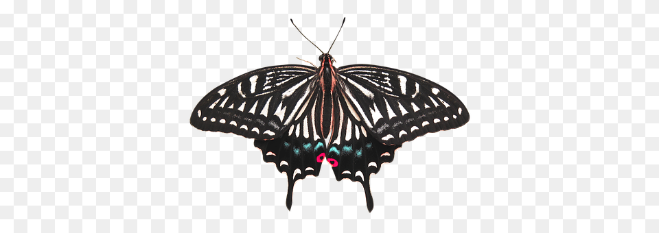 Butterfly Animal, Insect, Invertebrate, Moth Png
