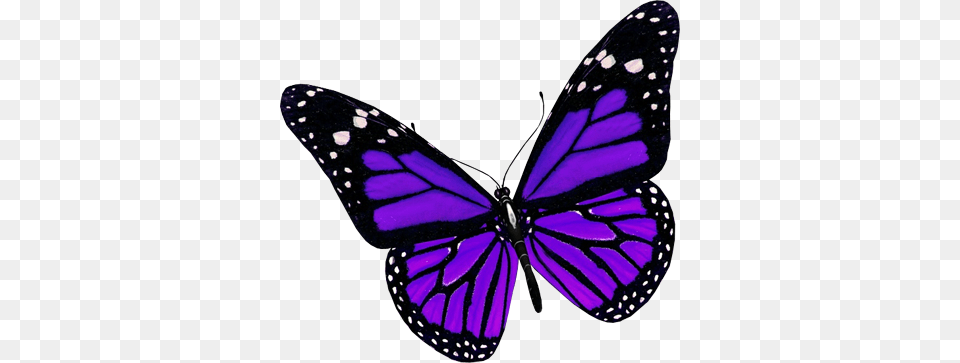 Butterfly, Purple, Animal, Insect, Invertebrate Png Image