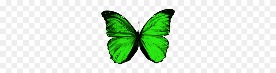 Butterfly, Green, Leaf, Plant, Person Png