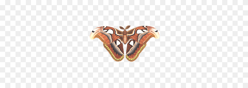 Butterfly Animal, Insect, Invertebrate, Moth Free Png Download