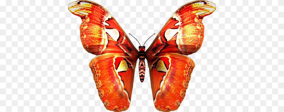 Butterfly, Animal, Insect, Invertebrate, Moth Free Png