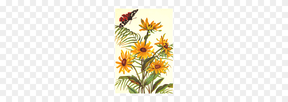 Butterfly Flower, Plant, Daisy, Art Png