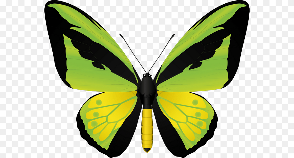 Butterfly, Animal, Insect, Invertebrate, Appliance Free Png