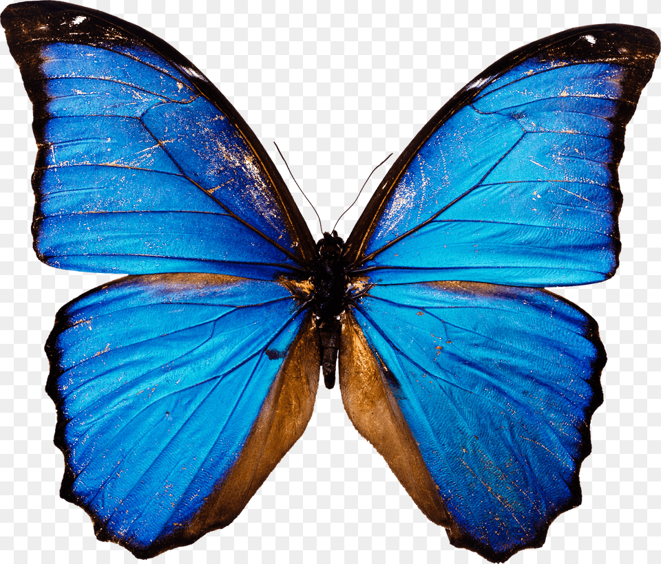 Butterfly Free Transparent Png