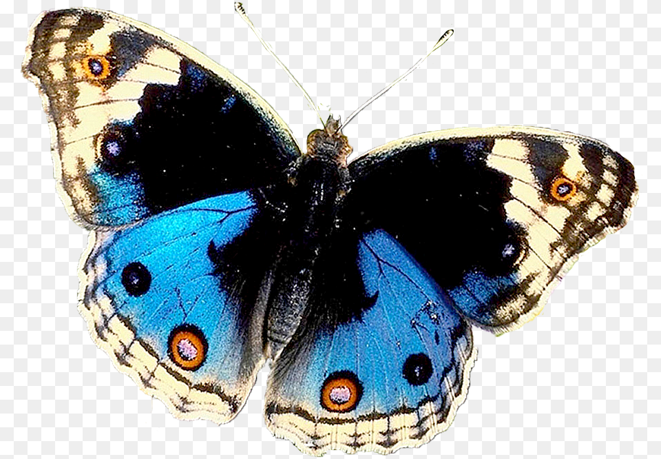 Butterfly, Animal, Insect, Invertebrate Free Transparent Png