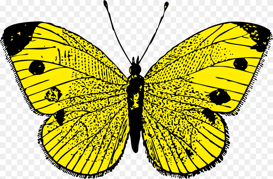Butterfly, Animal, Insect, Invertebrate, Person Png Image