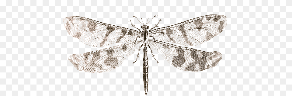 Butterfly, Animal, Insect, Invertebrate, Dragonfly Png Image