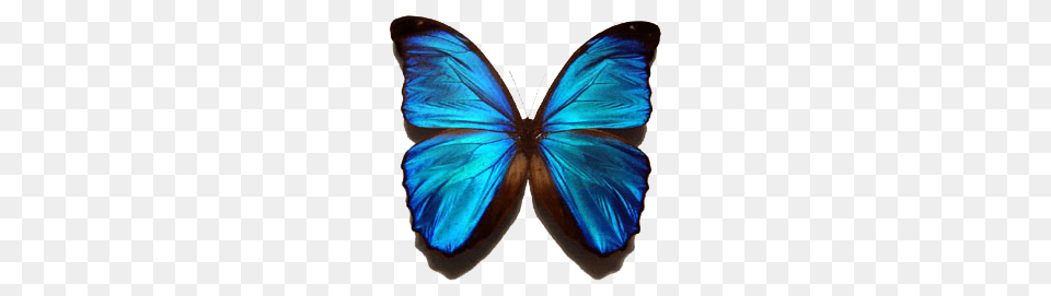 Butterfly, Animal, Insect, Invertebrate Free Transparent Png