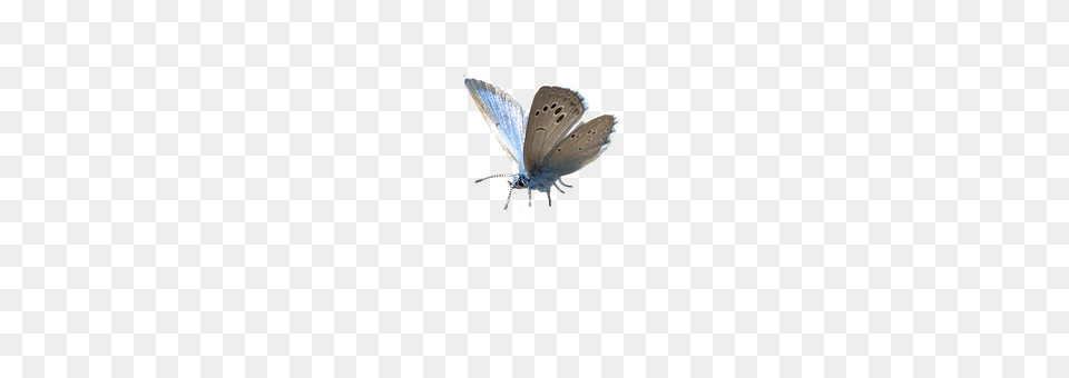 Butterfly Animal, Insect, Invertebrate Free Transparent Png