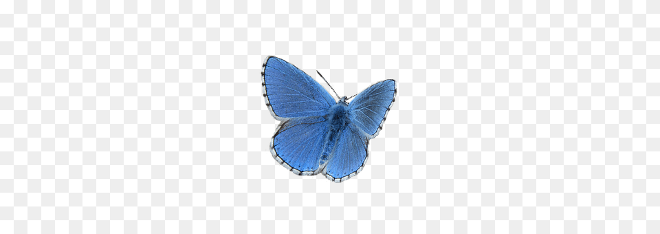 Butterfly Animal, Insect, Invertebrate Png