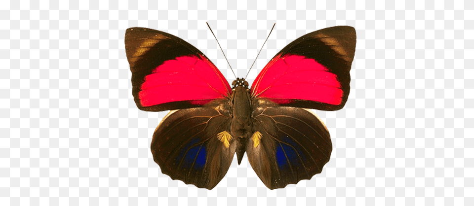 Butterfly, Animal, Insect, Invertebrate, Moth Free Png Download