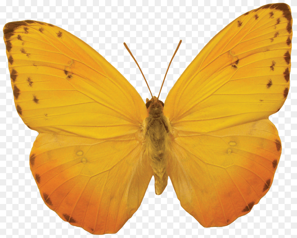 Butterfly, Animal, Insect, Invertebrate, Moth Png Image