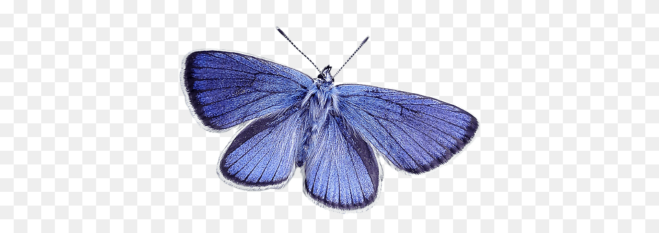 Butterfly Animal, Insect, Invertebrate Free Transparent Png