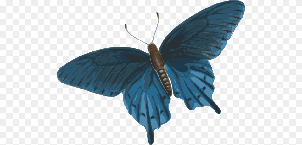 Butterfly, Animal, Bird, Flying, Insect Free Transparent Png