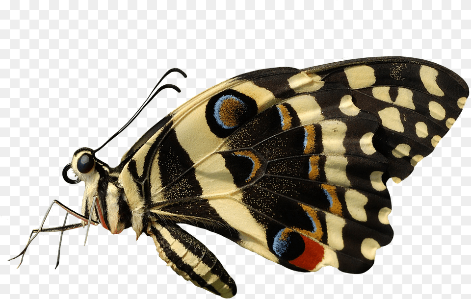 Butterfly, Animal, Insect, Invertebrate Free Transparent Png