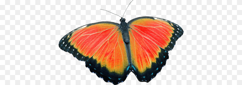 Butterfly Animal, Insect, Invertebrate Png