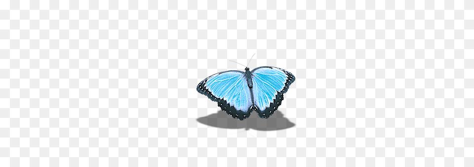 Butterfly Animal, Insect, Invertebrate Free Png Download