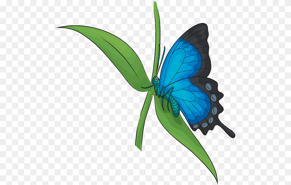 Butterfly, Bow, Weapon, Animal, Insect Png