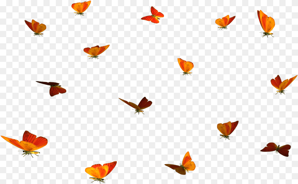 Butterfly, Flower, Petal, Plant, Animal Png