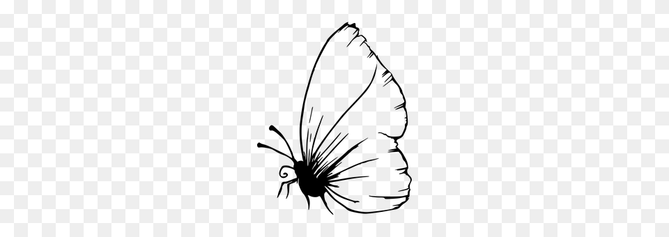Butterfly Gray Free Transparent Png