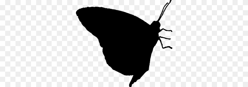 Butterfly Gray Png Image