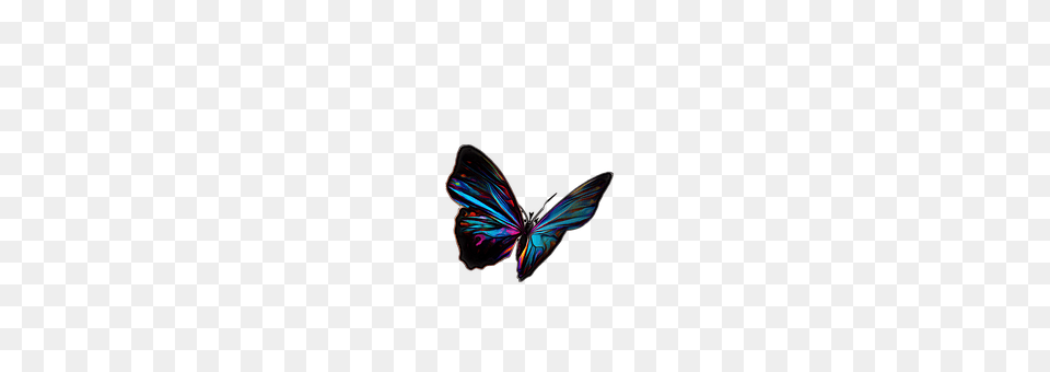 Butterfly Animal, Bird, Flying, Accessories Png Image