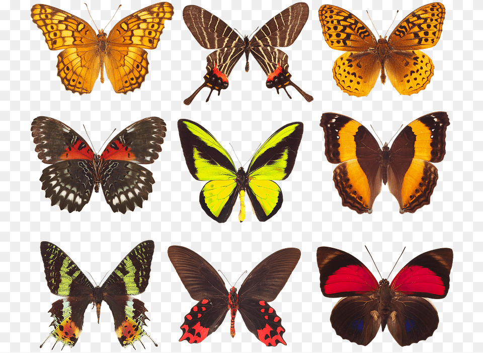 Butterfly, Animal, Insect, Invertebrate Free Png