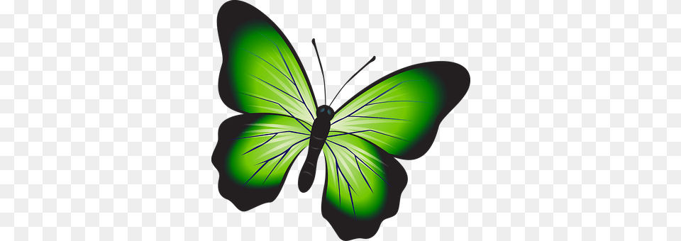Butterfly Light, Green, Art, Graphics Free Transparent Png