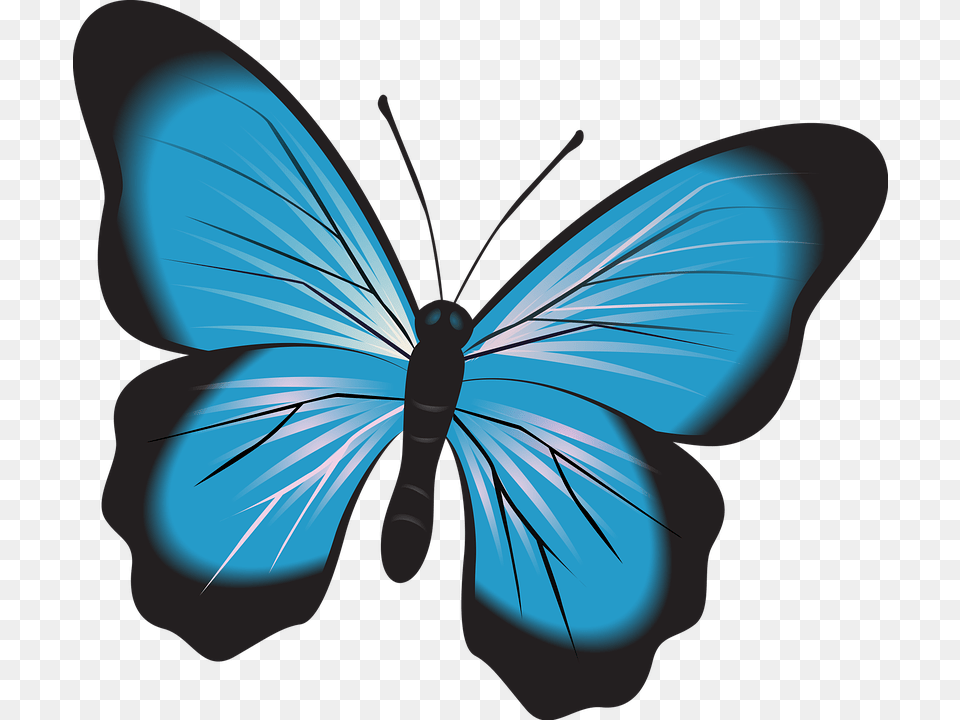 Butterfly Baby, Person, Animal, Insect Png