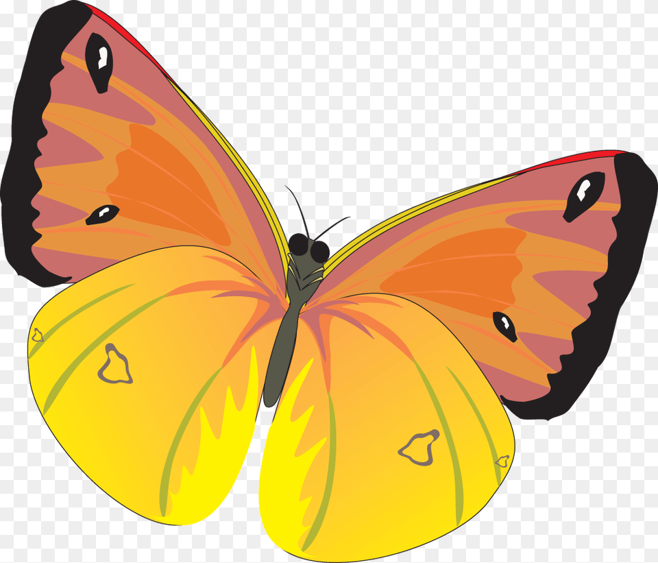 Butterfly, Animal, Insect, Invertebrate Png Image