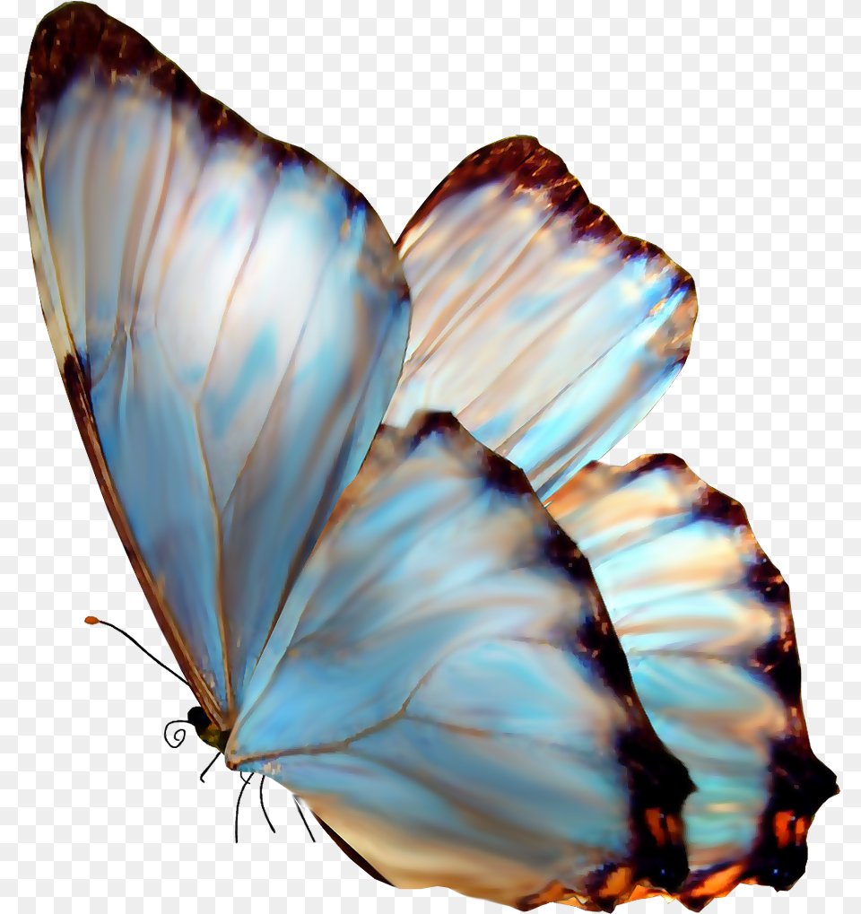 Butterfly, Accessories, Gemstone, Jewelry, Person Free Transparent Png