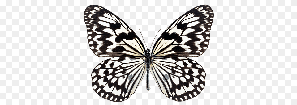 Butterfly Animal, Insect, Invertebrate, Accessories Png