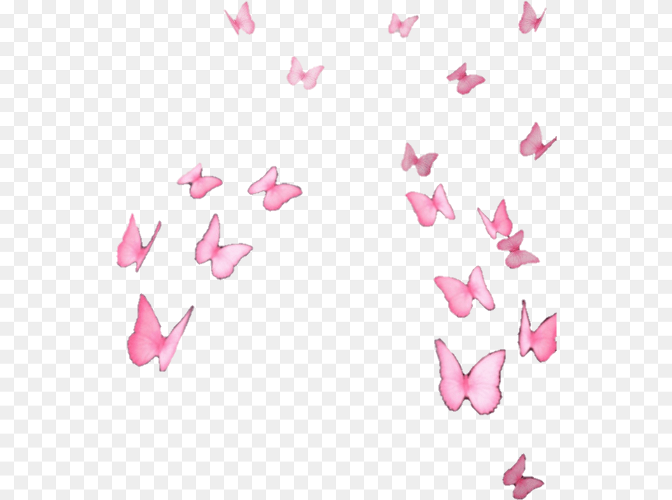 Butterfly, Flower, Petal, Plant, Animal Free Png