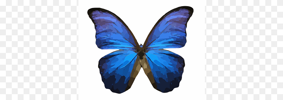 Butterfly Animal, Insect, Invertebrate, Appliance Png Image