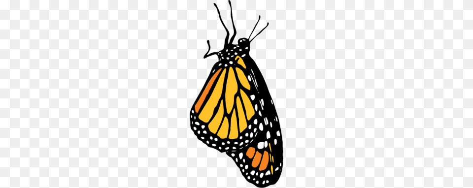 Butterfly, Animal, Insect, Invertebrate, Monarch Png Image