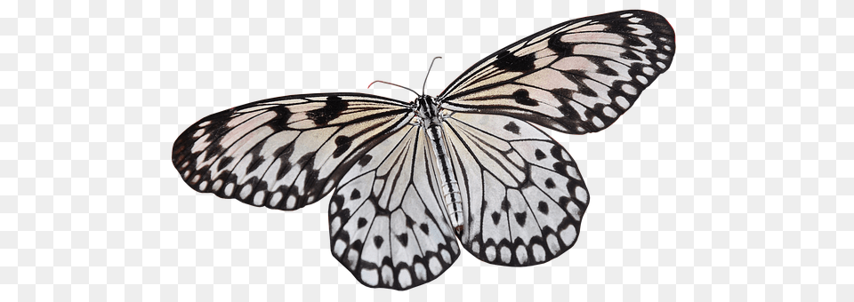 Butterfly Animal, Insect, Invertebrate Free Png Download