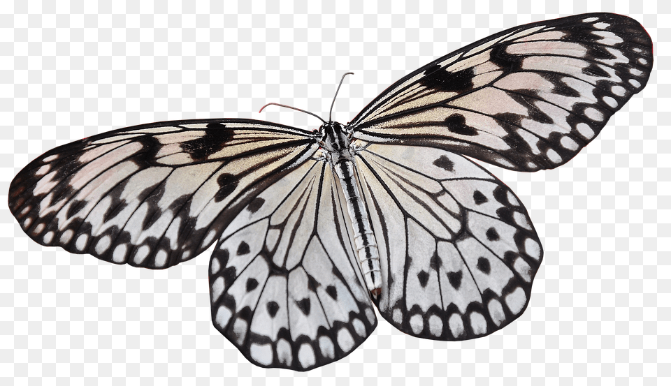 Butterfly Animal, Insect, Invertebrate Free Png